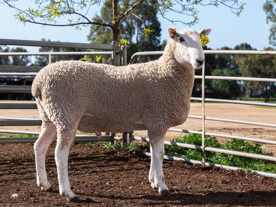 womboota-sheep-stud